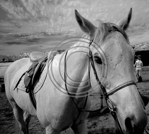 DSC_7978-Edit