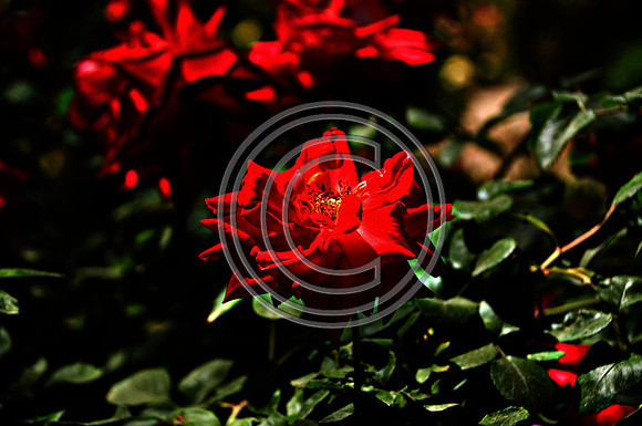Forbidden Flower