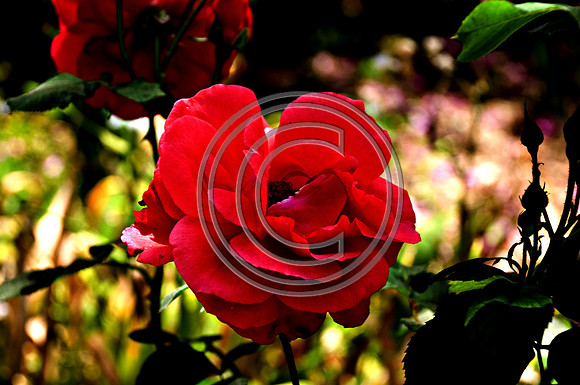 DSC_1502_2