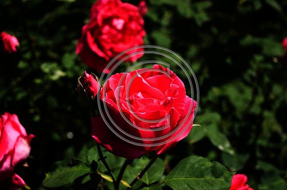 DSC_1483_2