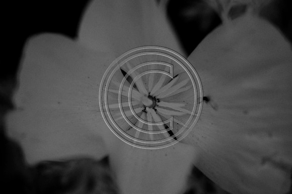 DSC_7767-Edit