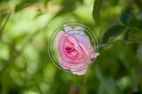 DSC_1524
