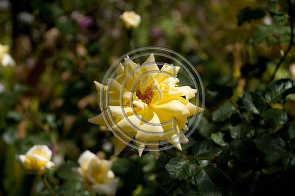 DSC_1506