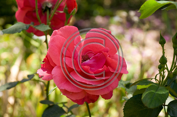 DSC_1502