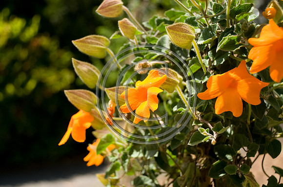 DSC_1494