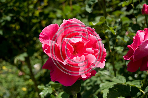 DSC_1484